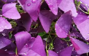 紫色三叶草,紫叶酢浆草怎么能收获种子？