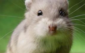 仓鼠有细菌吗,如何分辨仓鼠有没有病毒？
