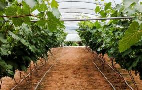 葡萄种植方法,葡萄苗怎么种植成活率高？