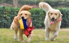金毛训练方法,金毛犬简单有效的训练方法有吗？