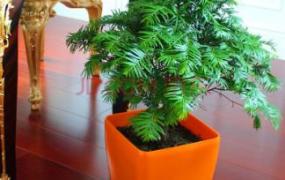 办公室植物,办公室绿植有哪些，如何选择？