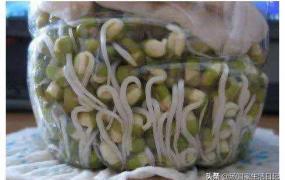 生绿豆芽最详细的方法,用塑料瓶生绿豆芽怎么做？