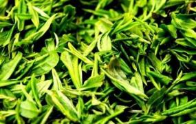 绿茶,绿茶的鼻祖是哪种茶？有何来历？