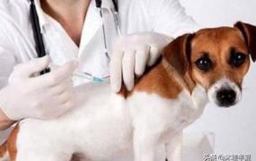 狗狗疫苗怎么打,幼犬接回家，疫苗应该怎么打？