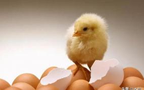 孵小鸡的温度,鸡蛋孵化时所需要的温度是多少？
