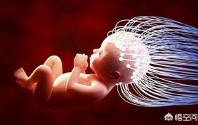 怀孕多吃什么对胎儿大脑发育好,孕中期吃什么对胎儿智力发育好？