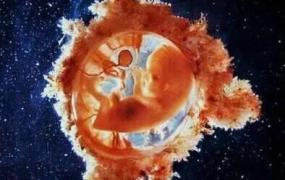 经皮毒,为什么有胎心胎芽还会胎停育？