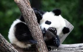 大熊猫为什么被视为中国的国宝,大熊猫为什么被称之为国宝？