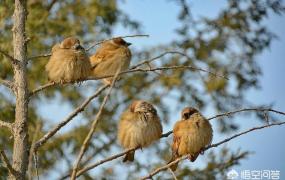 麻雀是几级保护动物吗,为什么麻雀会成为国家保护动物？
