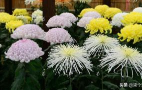 国花是什么,日本官方承认的国花是什么？