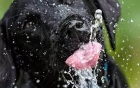 水中毒是怎么回事,狗喝水中毒是怎么一回事？