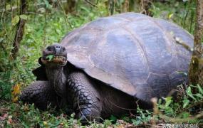 乌龟可以活多久,乌龟能活多久？巴西龟能活多久？