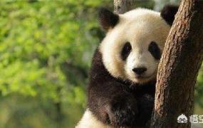 大熊猫是猫吗为什么,大熊猫为什么要叫大熊猫？