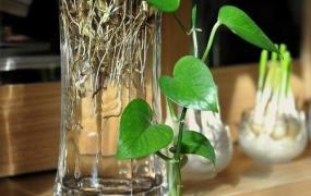 水培植物营养液,如何自制水培绿萝的肥料？