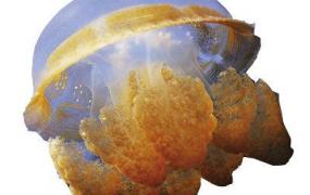 水母和海蜇的区别,我们通常吃的海蜇皮就是水母吗？