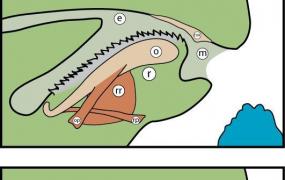 牙齿结构图解剖图,蜗牛真的有上万颗牙齿吗？