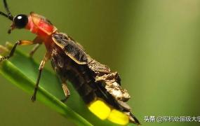 萤火虫幼虫会发光吗,为什么萤火虫的屁股会发光？