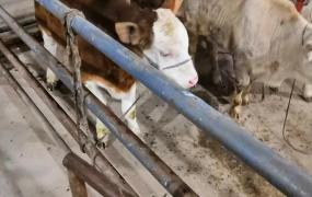 牛品种,养什么品种的牛经济效益最好？