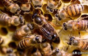 怎样判断是不是处女,养蜂中怎样区分开产王和处女王？