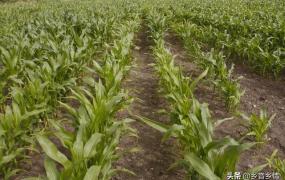 玉米的功效与作用,高硫氮适合做玉米的追肥吗？