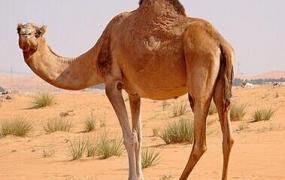 野骆驼,家骆驼和野骆驼有生殖隔离吗？