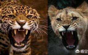 猎豹和花豹的区别,老虎狮子和豹子哪个更厉害？