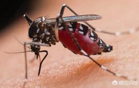 蚊子吃什么,蚊子除吸血外，还以什么为食？