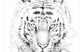 老虎画法,工笔老虎怎样能画出毛质的感觉？