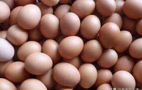 河蚌图片,鸡吃什么能改变蛋黄颜色？