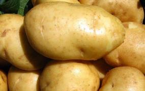 优质碳水主食有哪些,薯类食物的主要营养价值有哪些？