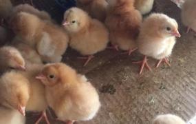 刚孵出来的小鸡怎么养,小鸡刚孵化出来应该怎么照顾？