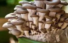 蘑菇怎么种,自己种蘑菇，真的可以吗？