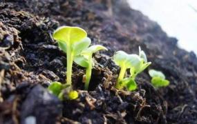 种子催芽,蔬菜种子催芽会有什么样的好处？
