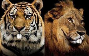 草原之王是什么生肖,百兽之王到底是狮子还是老虎？