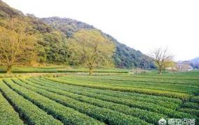 龙井茶产地,杭州哪里能买到正宗的龙井？