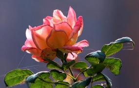 粉玫瑰适合送什么人,两朵粉玫瑰代表什么意思？