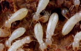 白蚁怎么消灭,什么东西消灭白蚁最有效果？
