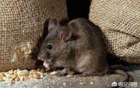 如何让老鼠自动离开,如何有效的去除家中的老鼠？
