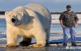 北极熊吃什么食物,关于北极熊，有哪些冷知识？