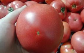 经常吃西红柿有什么好处和坏处,经常吃番茄对身体有什么影响？