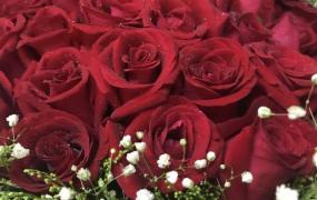 玫瑰花33朵的含义,三十三朵玫瑰花语是什么意思？