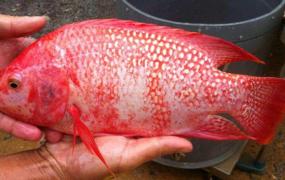 红烧罗非鱼的做法,红罗非鱼和罗非鱼哪个好吃？