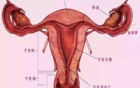 不孕不育的症状有哪些,女性不孕不育的主要原因有哪些？