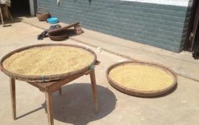 水稻种植的六个过程图,水稻播种时需要什么过程？