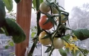圣女果和西红柿的区别,圣女果和小番茄有什么区别吗？