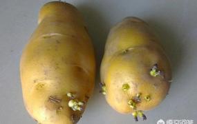 土豆怎样保存不发芽,土豆如何储存才不会发芽？