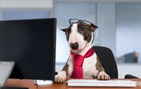 上班族适合养什么狗,白天要上班，养什么狗狗比较好？