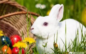 宠物兔吃什么,草还没到，宠物兔还能吃什么？
