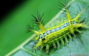 有害的昆虫,还有哪些其它有害昆虫危害草坪？