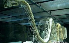 最长的蛇,世界上最大的蛇是什么蛇？
